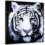 White Tiger-null-Stretched Canvas
