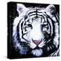 White Tiger-null-Stretched Canvas