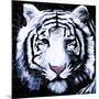 White Tiger-null-Mounted Art Print