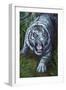 White Tiger-Jenny Newland-Framed Premium Giclee Print