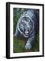 White Tiger-Jenny Newland-Framed Giclee Print