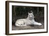 White Tiger-Carol Highsmith-Framed Art Print