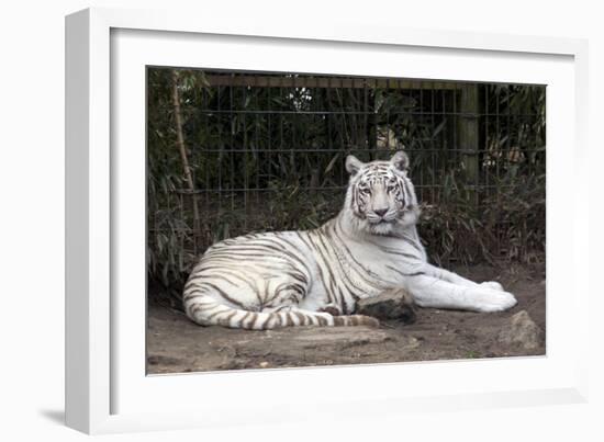 White Tiger-Carol Highsmith-Framed Art Print