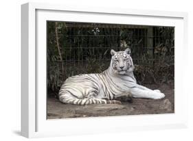 White Tiger-Carol Highsmith-Framed Art Print