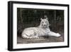White Tiger-Carol Highsmith-Framed Premium Giclee Print