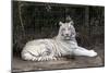 White Tiger-Carol Highsmith-Mounted Premium Giclee Print