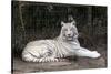 White Tiger-Carol Highsmith-Stretched Canvas