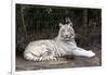 White Tiger-Carol Highsmith-Framed Art Print