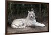 White Tiger-Carol Highsmith-Framed Art Print