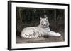 White Tiger-Carol Highsmith-Framed Art Print