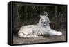 White Tiger-Carol Highsmith-Framed Stretched Canvas