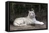 White Tiger-Carol Highsmith-Framed Stretched Canvas