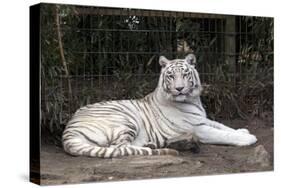 White Tiger-Carol Highsmith-Stretched Canvas