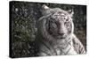 White Tiger-Carol Highsmith-Stretched Canvas