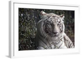 White Tiger-Carol Highsmith-Framed Art Print