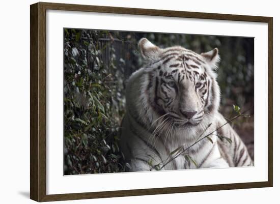 White Tiger-Carol Highsmith-Framed Art Print