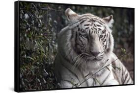 White Tiger-Carol Highsmith-Framed Stretched Canvas