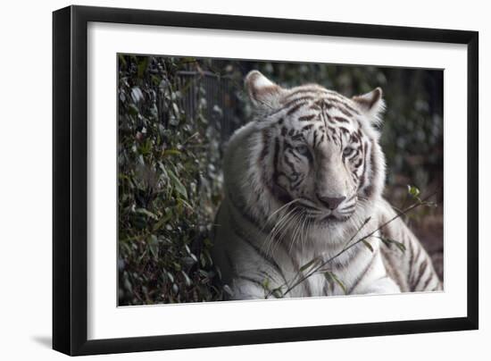 White Tiger-Carol Highsmith-Framed Art Print