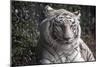 White Tiger-Carol Highsmith-Mounted Art Print