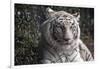 White Tiger-Carol Highsmith-Framed Art Print