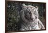 White Tiger-Carol Highsmith-Framed Art Print