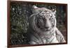 White Tiger-Carol Highsmith-Framed Art Print