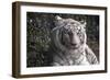 White Tiger-Carol Highsmith-Framed Premium Giclee Print