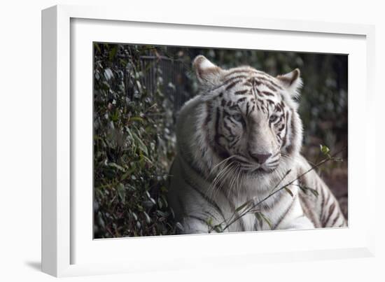 White Tiger-Carol Highsmith-Framed Premium Giclee Print