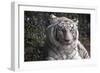 White Tiger-Carol Highsmith-Framed Premium Giclee Print