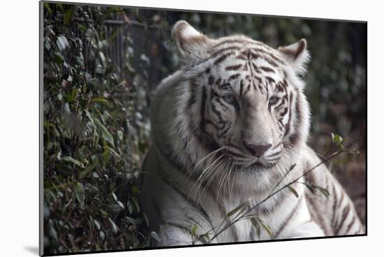 White Tiger-Carol Highsmith-Mounted Premium Giclee Print