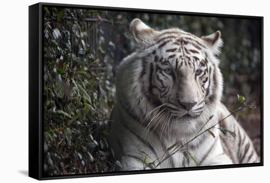 White Tiger-Carol Highsmith-Framed Stretched Canvas