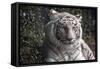 White Tiger-Carol Highsmith-Framed Stretched Canvas