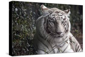 White Tiger-Carol Highsmith-Stretched Canvas