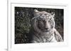 White Tiger-Carol Highsmith-Framed Art Print