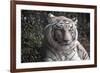 White Tiger-Carol Highsmith-Framed Art Print