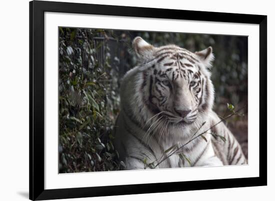 White Tiger-Carol Highsmith-Framed Art Print