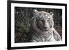 White Tiger-Carol Highsmith-Framed Art Print