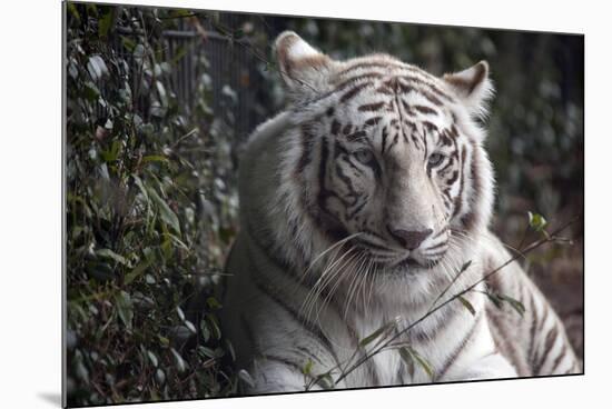 White Tiger-Carol Highsmith-Mounted Art Print