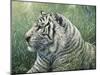 White Tiger-Jeff Tift-Mounted Giclee Print