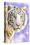 White Tiger-Barbara Keith-Stretched Canvas