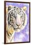 White Tiger-Barbara Keith-Framed Giclee Print