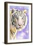 White Tiger-Barbara Keith-Framed Premium Giclee Print