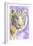 White Tiger-Barbara Keith-Framed Premium Giclee Print