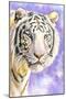 White Tiger-Barbara Keith-Mounted Premium Giclee Print