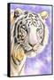 White Tiger-Barbara Keith-Framed Stretched Canvas