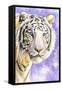 White Tiger-Barbara Keith-Framed Stretched Canvas