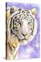 White Tiger-Barbara Keith-Stretched Canvas