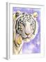 White Tiger-Barbara Keith-Framed Giclee Print