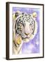 White Tiger-Barbara Keith-Framed Giclee Print