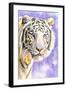 White Tiger-Barbara Keith-Framed Giclee Print